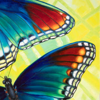Red-spotted Purple ~ 12"x12" ~ Quest For The West
