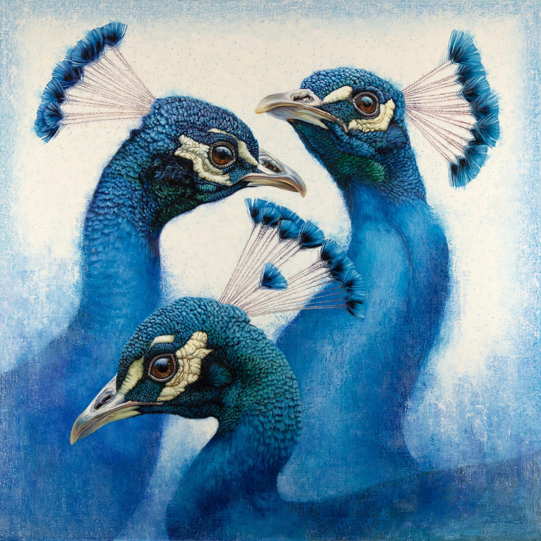 Peacock Perfection ~ Sanders Gallery – Krystii Melaine